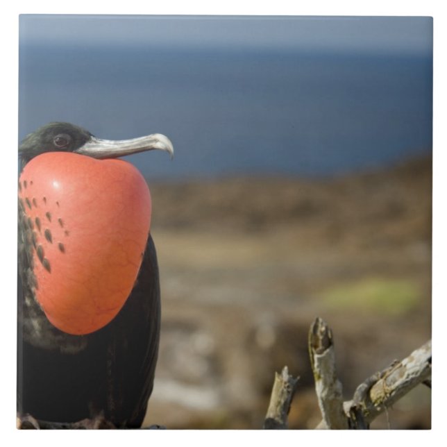 Ecuador, Galapagos, Genovesa Island. Prince Tile (Front)