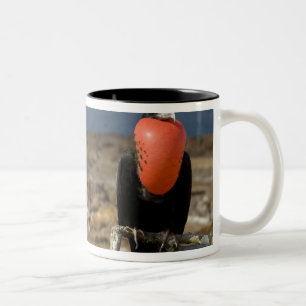 Ecuador, Galapagos, Genovesa Island. Prince Two-Tone Coffee Mug