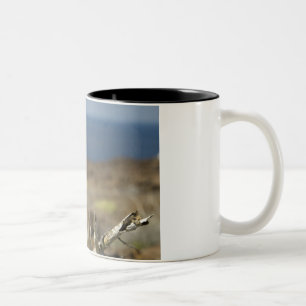 Ecuador, Galapagos, Genovesa Island. Prince Two-Tone Coffee Mug