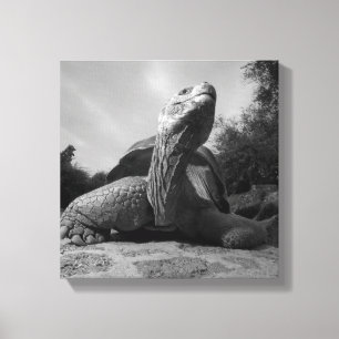 Ecuador, Galapagos Islands National Park, Santa Canvas Print
