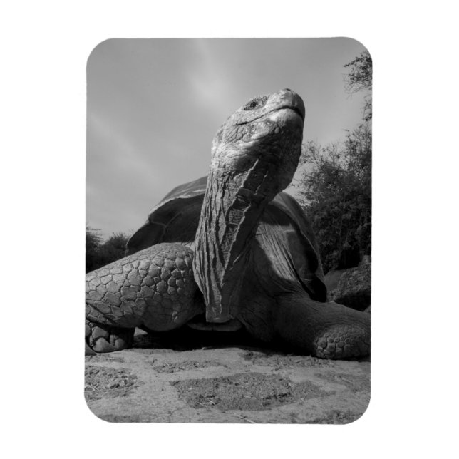 Ecuador, Galapagos Islands National Park, Santa Magnet (Vertical)