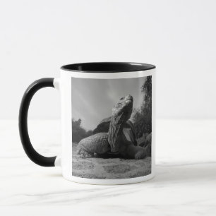 Ecuador, Galapagos Islands National Park, Santa Mug