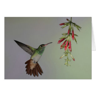 Ecuador, Tandayapa Bird Lodge. Rufous-tailed