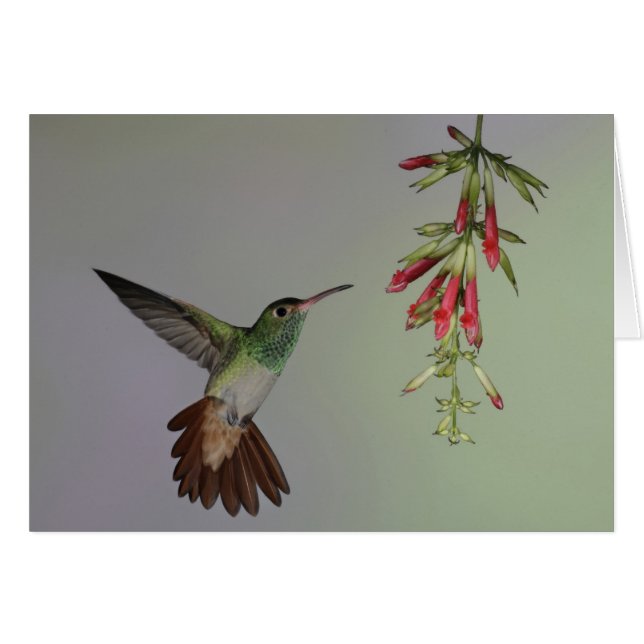 Ecuador, Tandayapa Bird Lodge. Rufous-tailed (Front Horizontal)