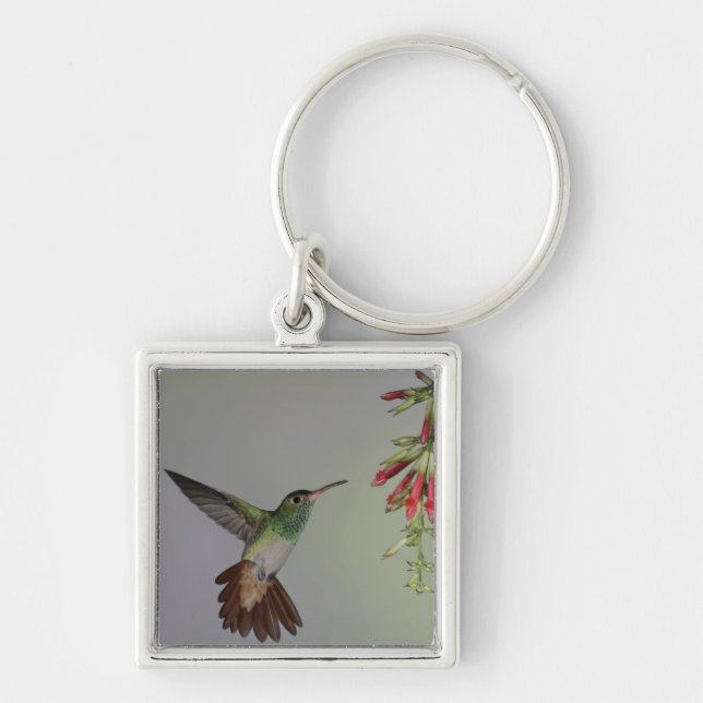 Ecuador, Tandayapa Bird Lodge. Rufous-tailed Key Ring (Front)