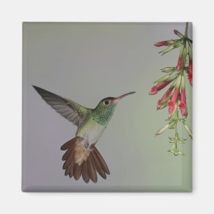 Ecuador, Tandayapa Bird Lodge. Rufous-tailed Magnet