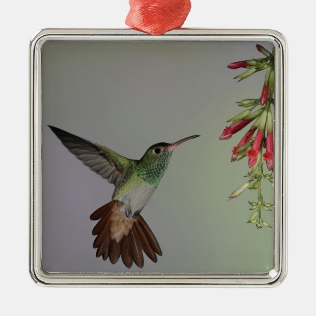 Ecuador, Tandayapa Bird Lodge. Rufous-tailed Metal Tree Decoration (Front)