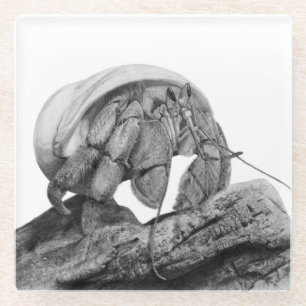 Ecuadorian Hermit Crab C. Compressus Coaster