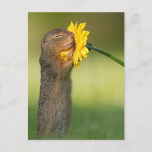 Ecureuil sentant une fleur postcard