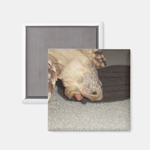 Ed and the Sock, Sulcata Tortoise  Magnet