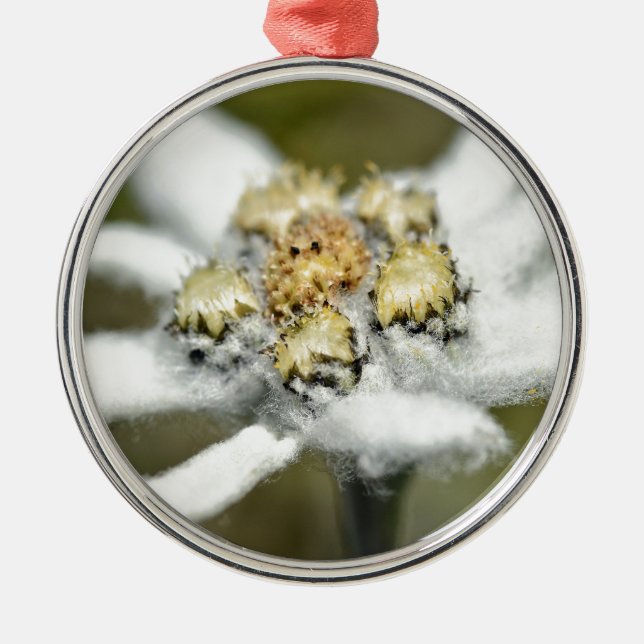 Edelweiss Alpine flower Metal Tree Decoration (Front)