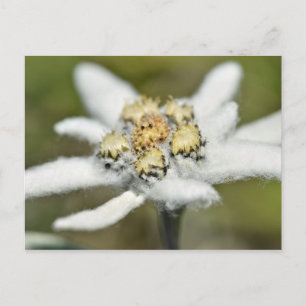 Edelweiss Alpine flower Postcard