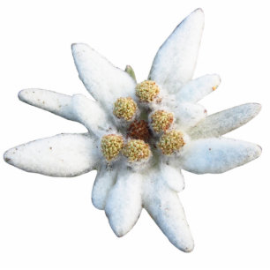 Edelweiss Alpine Flower Standing Photo Sculpture