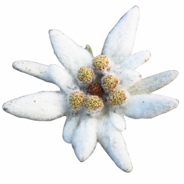 Edelweiss Alpine Flower Standing Photo Sculpture (Front)