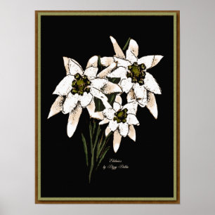 Edelweiss Artwork Print