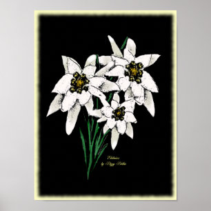 Edelweiss Artwork Print