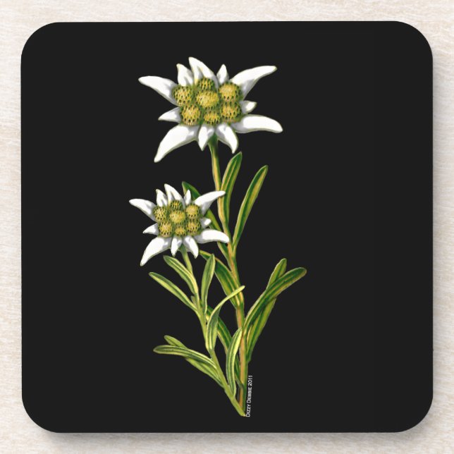 Edelweiss Floral Coaster (Front)