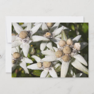 Edelweiss Flower Flat Thank You Card