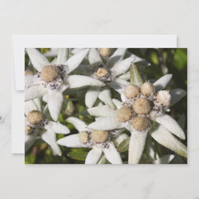 Edelweiss Flower Flat Thank You Card (Front)
