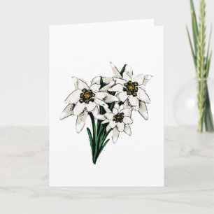 Edelweiss Flowers Card