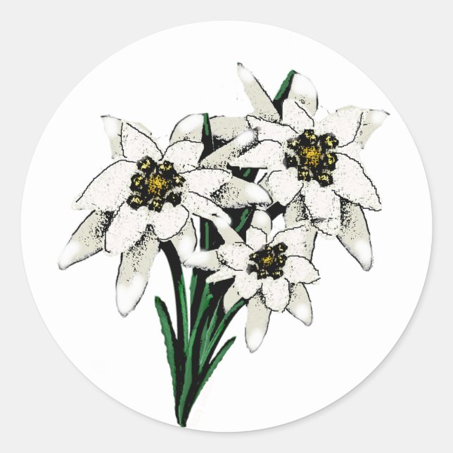 Edelweiss Flowers Classic Round Sticker (Front)