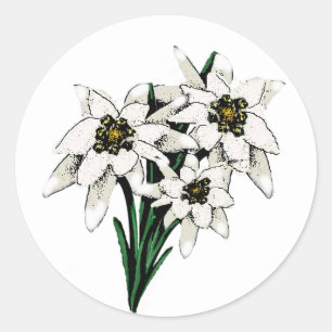 Edelweiss Flowers Classic Round Sticker