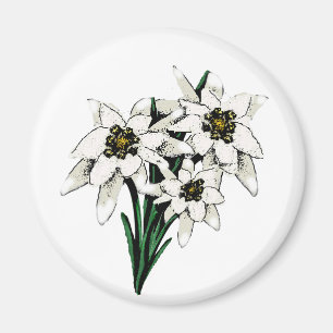 Edelweiss Flowers Magnet
