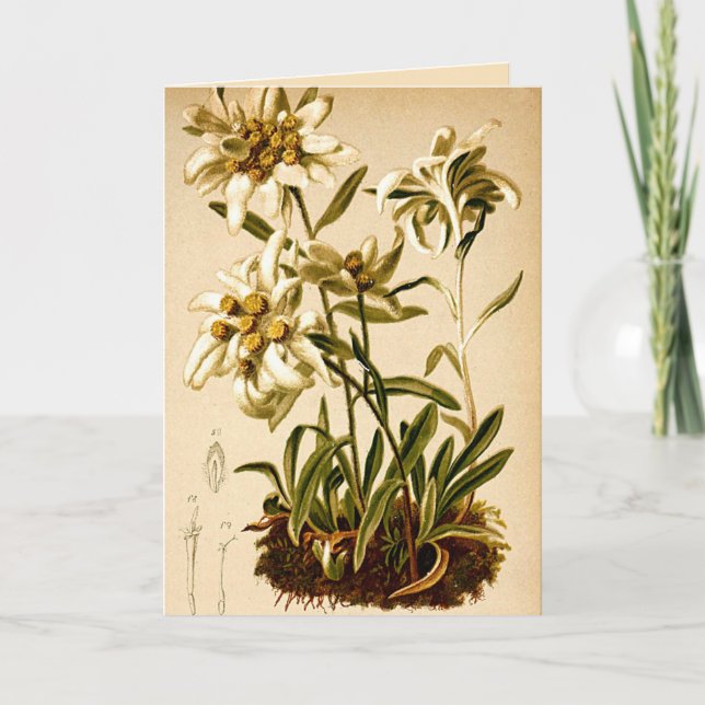 Edelweiss Flowers Vintage Botanical Illustration Card (Front)
