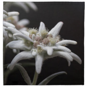 edelweiss in the mountain napkin