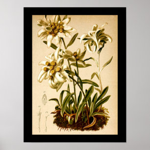 Edelweiss Wildflower Herbs Botanical Illustration  Poster