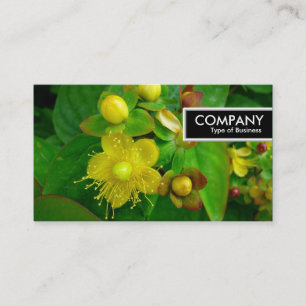 Edge Tag - St Johns Wort