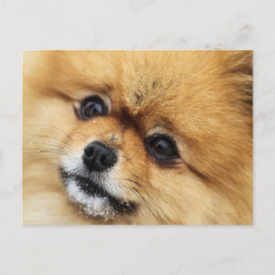 Edgrrrr #1 postcard