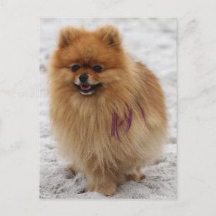 Edgrrrr #2 - Pomeranian Postcard