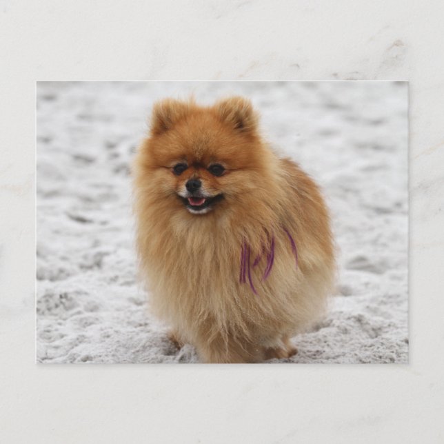 Edgrrrr #2 - Pomeranian Postcard (Front)
