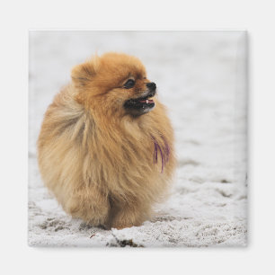 Edgrrrr #3 - Pomeranian Magnet