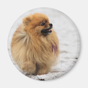 Edgrrrr #3 - Pomeranian Magnet