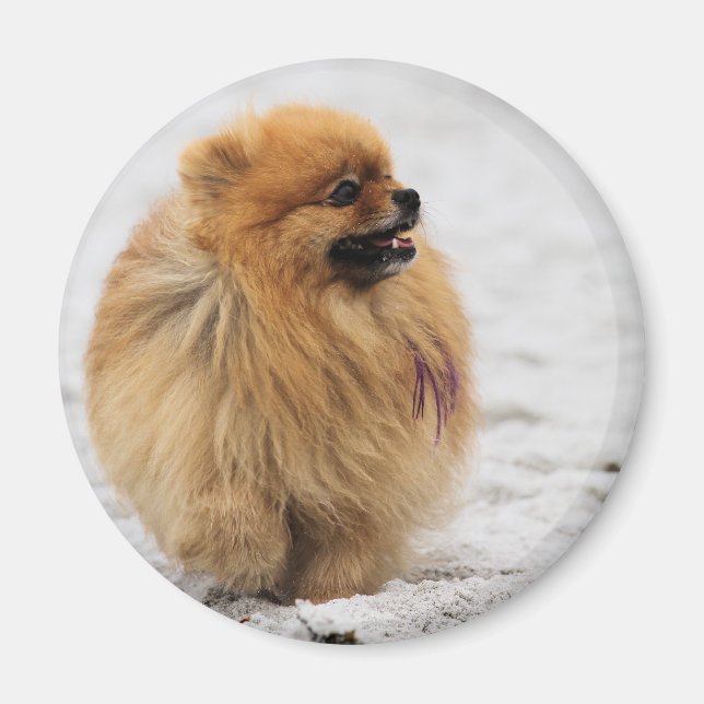 Edgrrrr #3 - Pomeranian Magnet (Front)