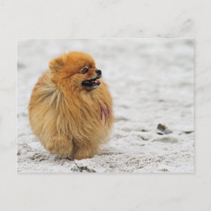 Edgrrrr #3 - Pomeranian Postcard