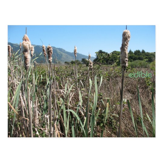 edible cattail postcard