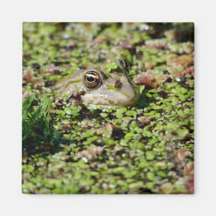 Edible frog among duckweed postcard square sticker magnet
