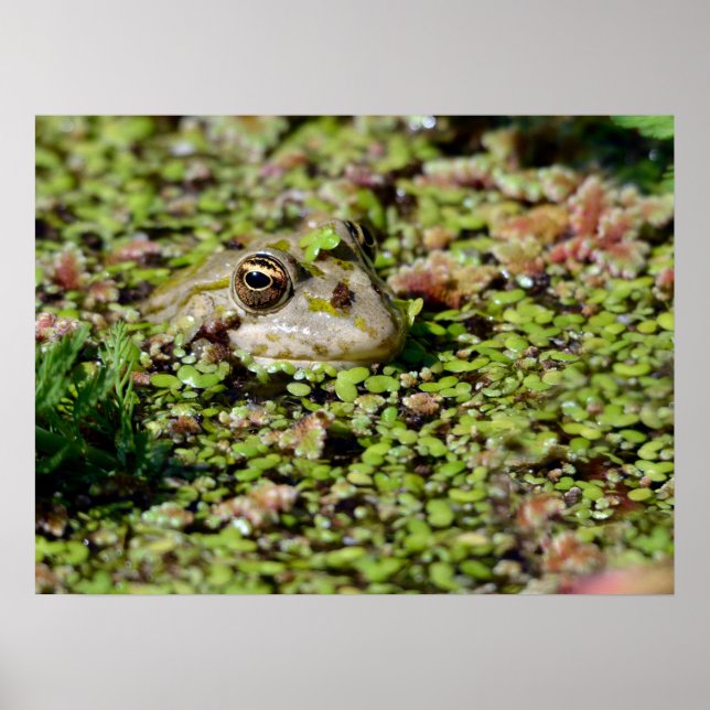 Edible frog among duckweed postcard square sticker poster (Front)