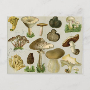 Edible Fungi - Mushrooms and Toadstools Postcard