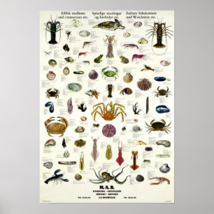 Edible Molluscs & Crustaceans Vintage Repro. Print