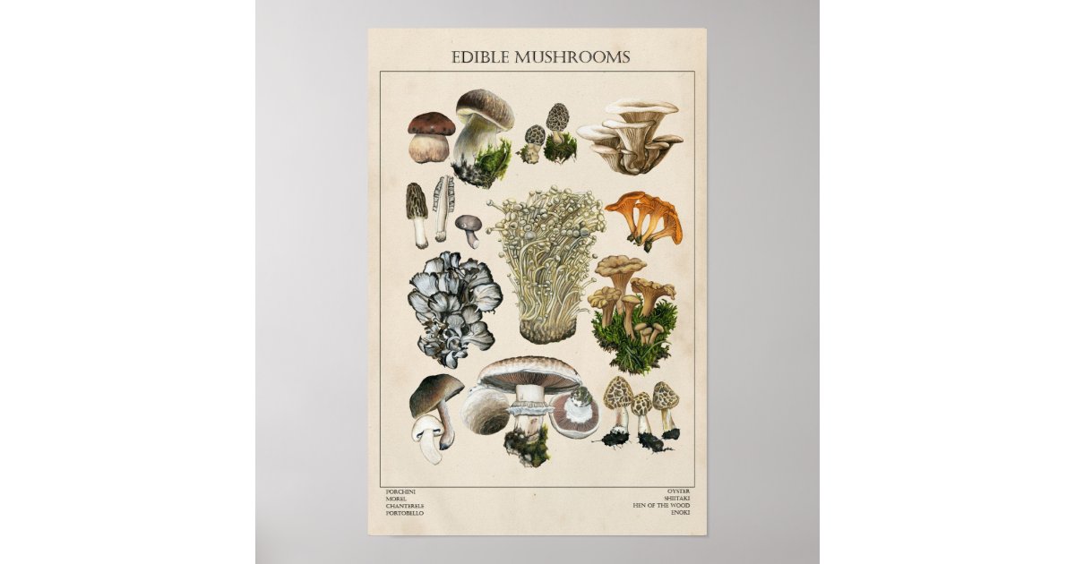 Edible Mushrooms Chart Poster Zazzle