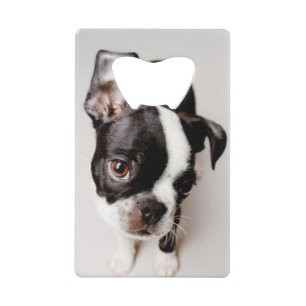 Edison Boston Terrier puppy.