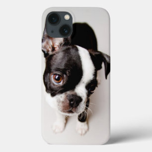 Edison Boston Terrier puppy. iPhone 13 Case