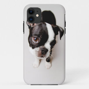 Edison Boston Terrier puppy. iPhone 11 Case
