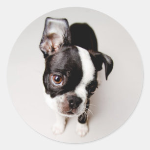 Edison Boston Terrier puppy. Classic Round Sticker