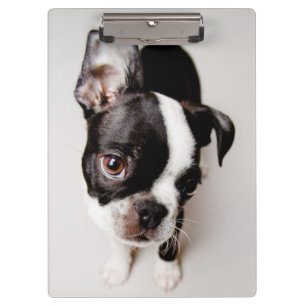 Edison Boston Terrier puppy. Clipboard