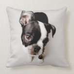 Edison Boston Terrier puppy. Cushion<br><div class="desc">Curious</div>
